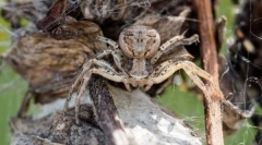 Brazilski wanding spider